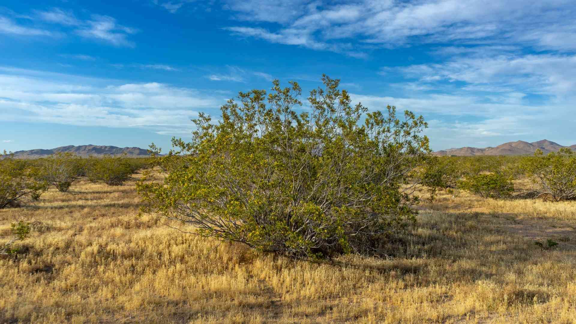 Creosote Removal Near Me